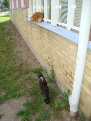 <img300*0:stuff/z/1/FluffyCat/i1277167800_5.jpg>