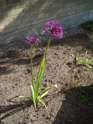 <img300*0:stuff/z/1/FluffyCat/i1277167800_6.jpg>