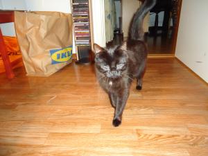 <img300*0:stuff/z/1/GesaMovingIn/dsc02080.jpg>