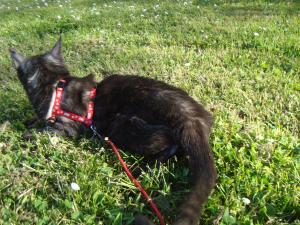 <img300*0:stuff/z/1/GoodByeAzami/DSC01456.JPG>