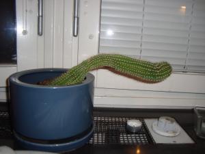 <img300*0:stuff/z/1/GoodByeCzechs/DSC01348.JPG>