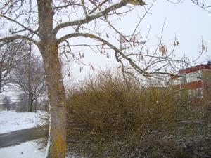<img300*0:stuff/z/1/Gozinto/DSC00601.JPG>