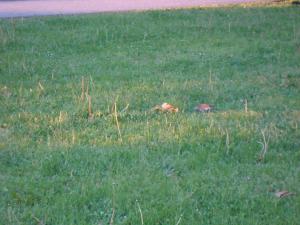 <img300*0:stuff/z/1/Jindrich%2520Goodbye%2520party/DSC04097.JPG>