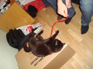 <img300*0:stuff/z/1/Jonas%2520Party/DSC01178.JPG>