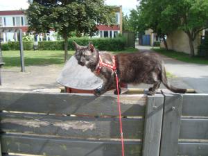 <img300*0:stuff/z/1/Jungle%2520Catwalk/DSC01476.JPG>