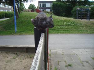 <img300*0:stuff/z/1/Jungle%2520Catwalk/DSC01477.JPG>