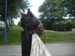 <img300*0:stuff/z/1/Jungle%2520Catwalk/DSC01478.JPG>