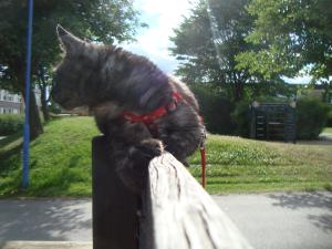 <img300*0:stuff/z/1/Jungle%2520Catwalk/DSC01479.JPG>