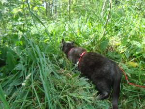 <img300*0:stuff/z/1/Jungle%2520Catwalk/DSC01480.JPG>