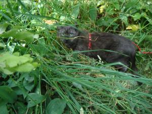<img300*0:stuff/z/1/Jungle%2520Catwalk/DSC01481.JPG>