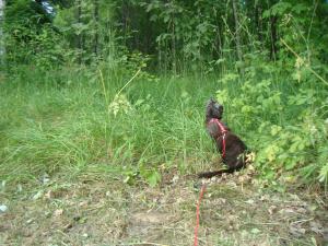 <img300*0:stuff/z/1/Jungle%2520Catwalk/DSC01486.JPG>