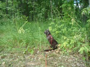 <img300*0:stuff/z/1/Jungle%2520Catwalk/DSC01487.JPG>