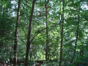 <img300*0:stuff/z/1/Jungle%2520Catwalk/DSC01488.JPG>