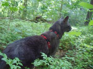 <img300*0:stuff/z/1/Jungle%2520Catwalk/DSC01489.JPG>