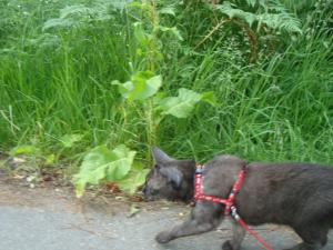 <img300*0:stuff/z/1/Jungle%2520Catwalk/DSC01491.JPG>