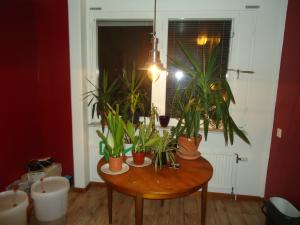 <img300*0:stuff/z/1/KamilInLinkoping/DSC07667.JPG>