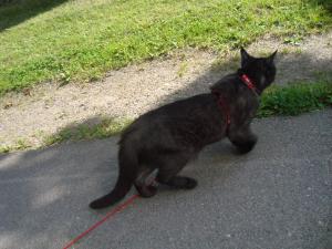 <img300*0:stuff/z/1/Kraftskiva2009/DSC05038.JPG>