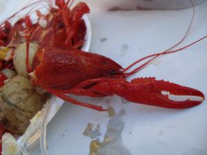 <img300*0:stuff/z/1/Kraftskiva2009/DSC05048.JPG>