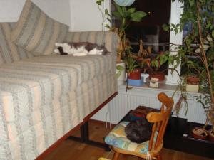 <img300*0:stuff/z/1/Lazy%2520Cats/DSC03740.JPG>