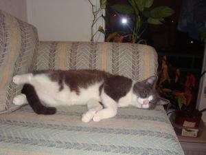 <img300*0:stuff/z/1/Lazy%2520Cats/DSC03741.JPG>
