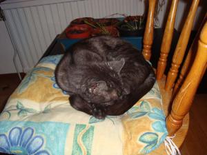 <img300*0:stuff/z/1/Lazy%2520Cats/DSC03742.JPG>