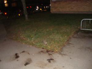 <img300*0:stuff/z/1/Lemans%2520Kravall/DSC06414.JPG>