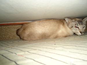 <img300*0:stuff/z/1/LilithCats/dsc02084.jpg>