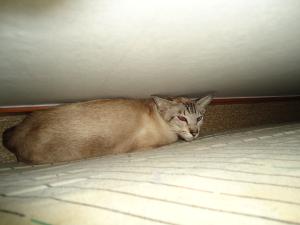 <img300*0:stuff/z/1/LilithCats/dsc02085.jpg>