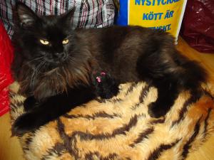 <img300*0:stuff/z/1/LilithCats/dsc02086.jpg>