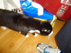 <img300*0:stuff/z/1/LilithCats/dsc02087.jpg>