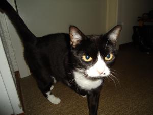 <img300*0:stuff/z/1/LilithCats/dsc02088.jpg>