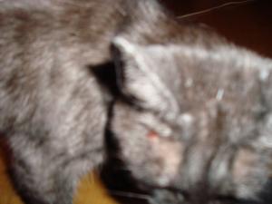 <img300*0:stuff/z/1/Lilo%2520Problem/DSC04625.JPG>