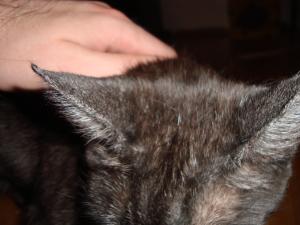 <img300*0:stuff/z/1/Lilo%2520Problem/DSC04627.JPG>