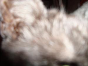 <img300*0:stuff/z/1/Lilo%2520Problem/DSC04628.JPG>