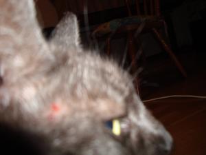 <img300*0:stuff/z/1/Lilo%2520Problem/DSC04629.JPG>