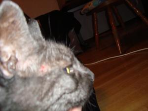 <img300*0:stuff/z/1/Lilo%2520Problem/DSC04630.JPG>