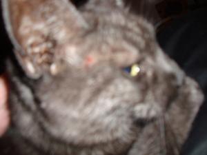 <img300*0:stuff/z/1/Lilo%2520Problem/DSC04631.JPG>