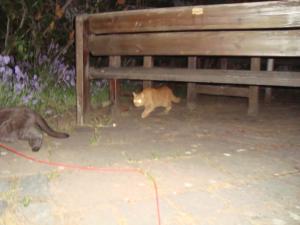 <img300*0:stuff/z/1/Lilo%2520and%2520Date/DSC01735.JPG>