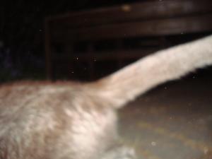 <img300*0:stuff/z/1/Lilo%2520and%2520Date/DSC01736.JPG>