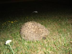 <img300*0:stuff/z/1/Lilo%2520and%2520Date/DSC01740.JPG>