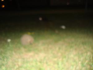 <img300*0:stuff/z/1/Lilo%2520and%2520Date/DSC01741.JPG>
