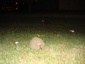 <img300*0:stuff/z/1/Lilo%2520and%2520Date/DSC01742.JPG>