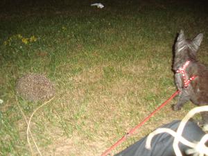 <img300*0:stuff/z/1/Lilo%2520and%2520Date/DSC01745.JPG>