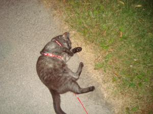 <img300*0:stuff/z/1/Lilo%2520and%2520Date/DSC01750.JPG>