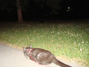 <img300*0:stuff/z/1/Lilo%2520and%2520Date/DSC01752.JPG>