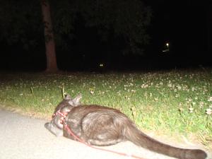 <img300*0:stuff/z/1/Lilo%2520and%2520Date/DSC01753.JPG>