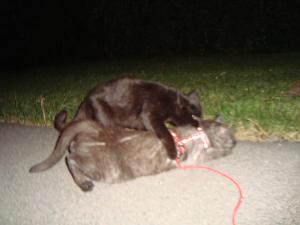 <img300*0:stuff/z/1/Lilo%2520and%2520Date/DSC01754.JPG>