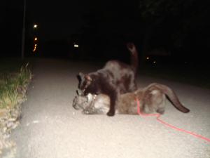 <img300*0:stuff/z/1/Lilo%2520and%2520Date/DSC01755.JPG>