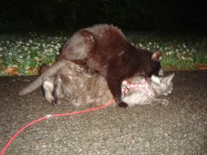 <img300*0:stuff/z/1/Lilo%2520and%2520Date/DSC01769.JPG>