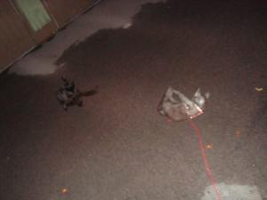 <img300*0:stuff/z/1/Lilo%2520and%2520Date/DSC01772.JPG>